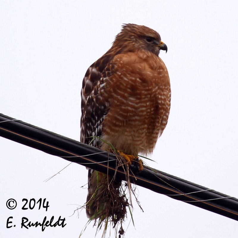 20Dec-CBC 037.jpg - Red-shouldered Hawk